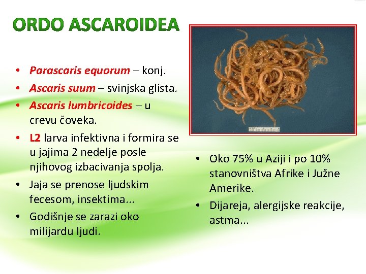  • Parascaris equorum – konj. • Ascaris suum – svinjska glista. • Ascaris