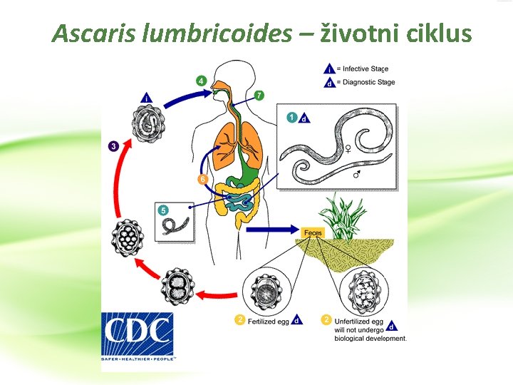 Ascaris lumbricoides – životni ciklus 