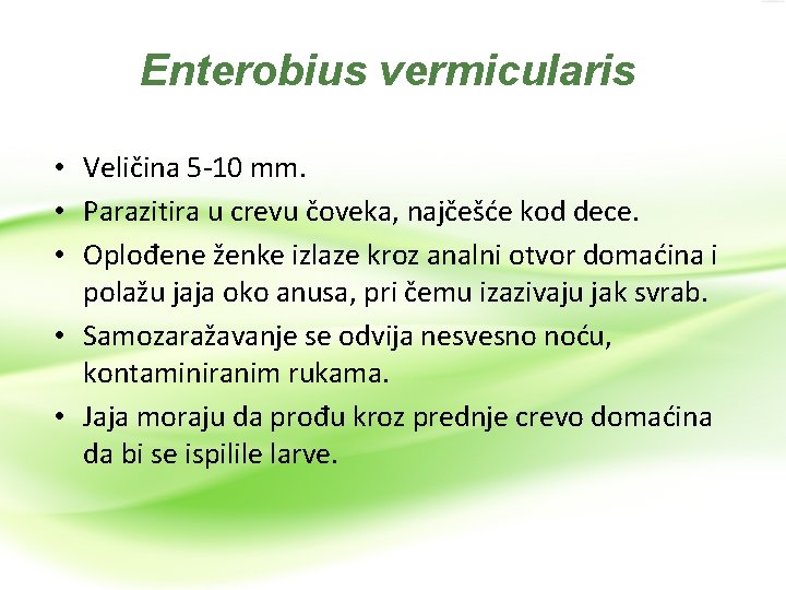 Enterobius vermicularis • Veličina 5 -10 mm. • Parazitira u crevu čoveka, najčešće kod