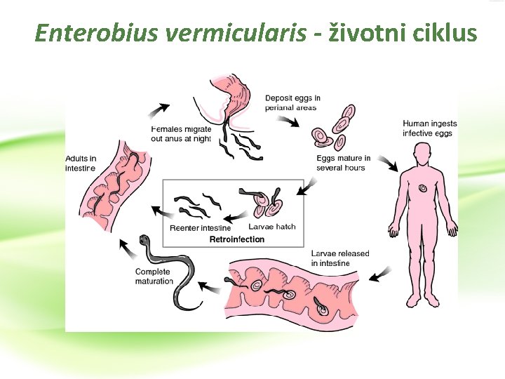 Enterobius vermicularis - životni ciklus 