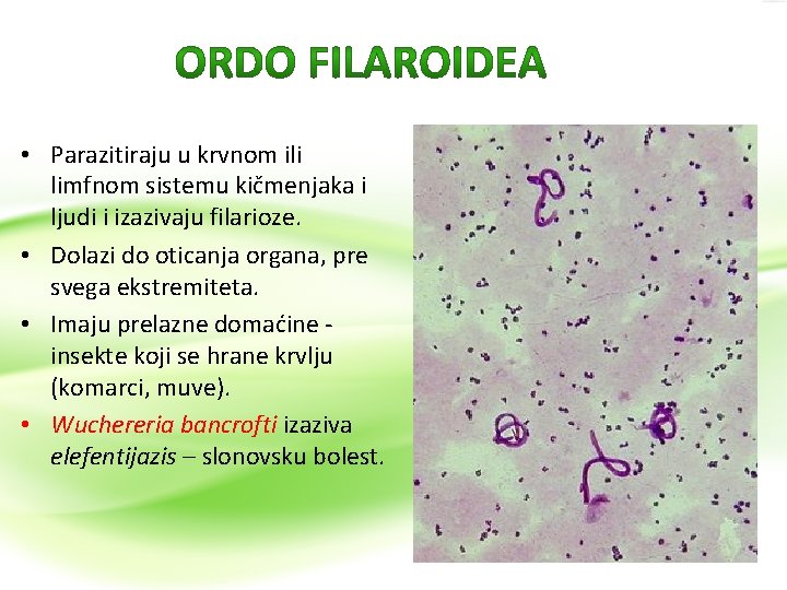  • Parazitiraju u krvnom ili limfnom sistemu kičmenjaka i ljudi i izazivaju filarioze.