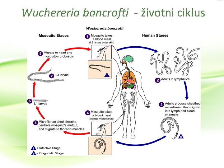 enterobiosis fejlődési ciklus)