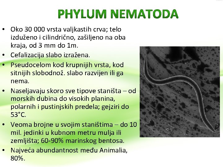  • Oko 30 000 vrsta valjkastih crva; telo izduženo i cilindrično, zašiljeno na