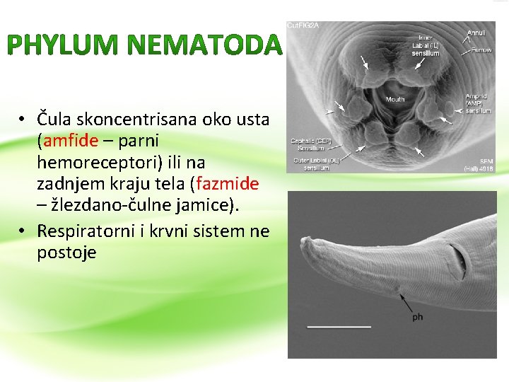  • Čula skoncentrisana oko usta (amfide – parni hemoreceptori) ili na zadnjem kraju