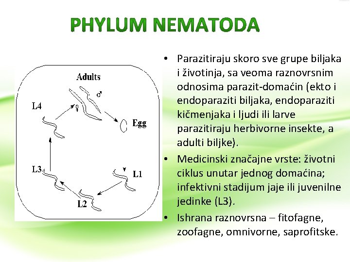  • Parazitiraju skoro sve grupe biljaka i životinja, sa veoma raznovrsnim odnosima parazit-domaćin