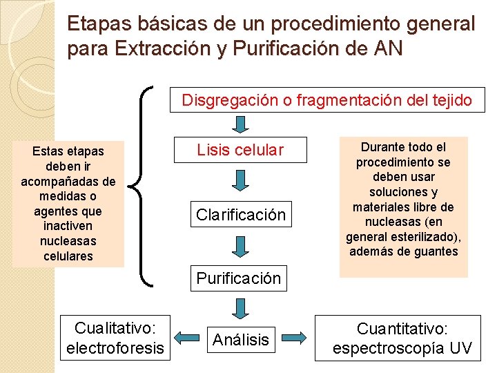 Etapas básicas de un procedimiento general para Extracción y Purificación de AN Disgregación o