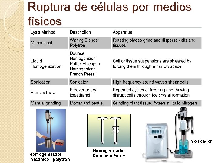Ruptura de células por medios físicos Sonicador Homogenizador mecánico - polytron Homogenizador Dounce o