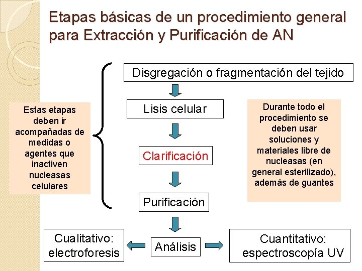 Etapas básicas de un procedimiento general para Extracción y Purificación de AN Disgregación o