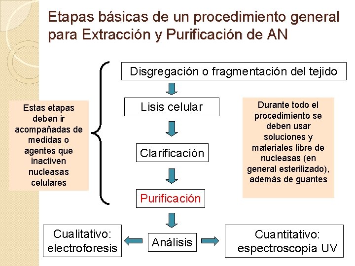 Etapas básicas de un procedimiento general para Extracción y Purificación de AN Disgregación o