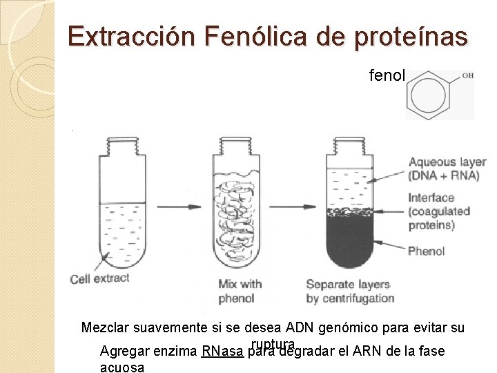 MTODOS DE EXTRACCIN Y PURIFICACIN DE CIDOS NUCLEICOS