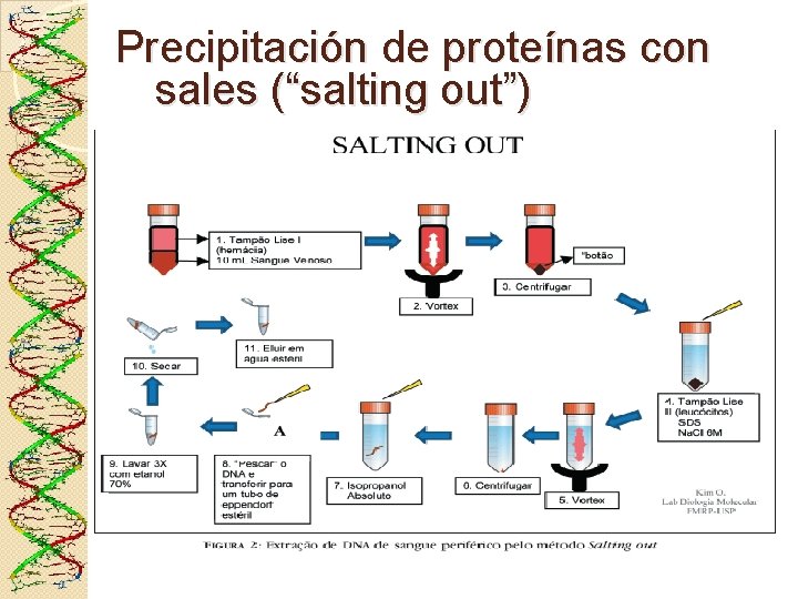Precipitación de proteínas con sales (“salting out”) 