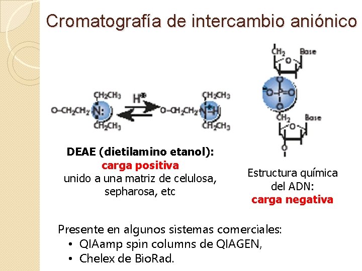 Cromatografía de intercambio aniónico DEAE (dietilamino etanol): carga positiva unido a una matriz de