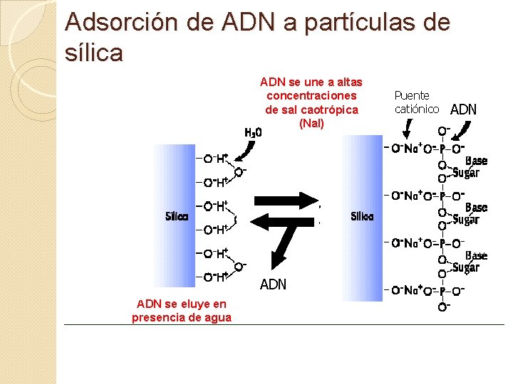 Adsorción de ADN a partículas de sílica ADN se une a altas concentraciones de