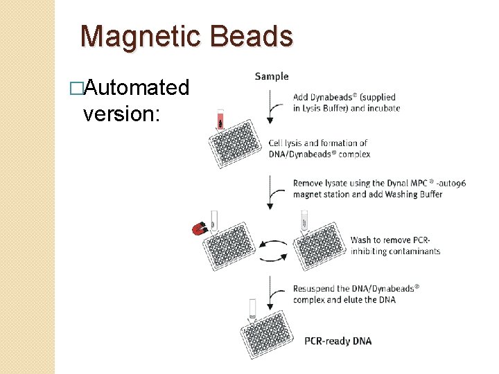 Magnetic Beads �Automated version: 
