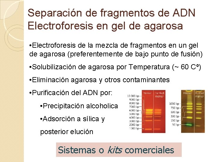 Separación de fragmentos de ADN Electroforesis en gel de agarosa • Electroforesis de la