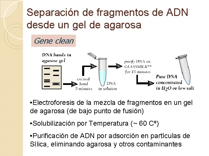 Separación de fragmentos de ADN desde un gel de agarosa Gene clean • Electroforesis