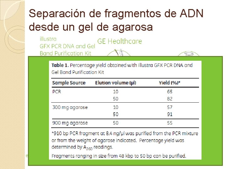 Separación de fragmentos de ADN desde un gel de agarosa 1. Escisión de la