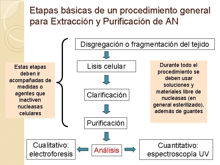 Etapas básicas de un procedimiento general para Extracción y Purificación de AN Disgregación o