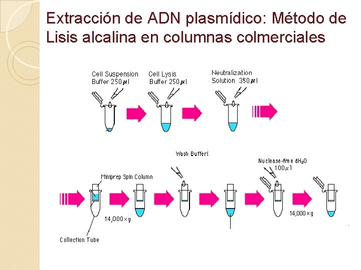Extracción de ADN plasmídico: Método de Lisis alcalina en columnas colmerciales 