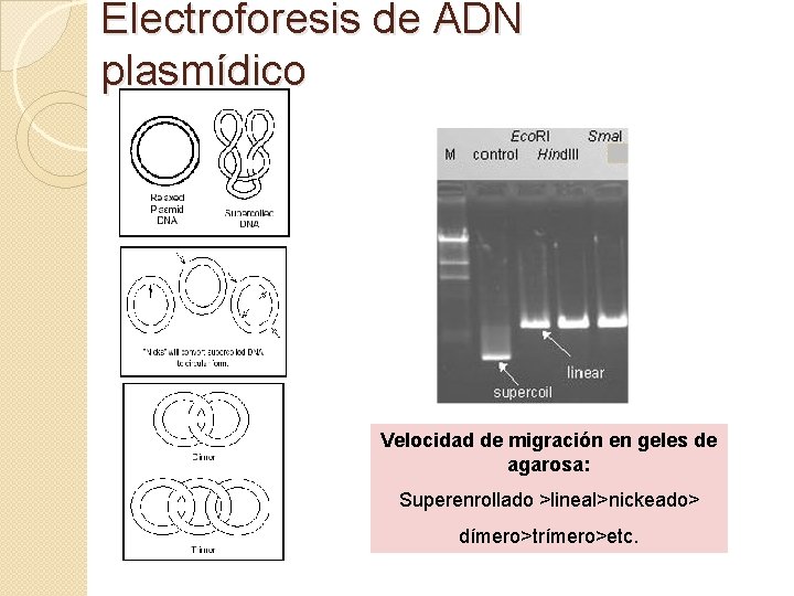 Electroforesis de ADN plasmídico Velocidad de migración en geles de agarosa: Superenrollado >lineal>nickeado> dímero>trímero>etc.