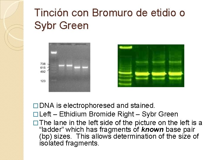 Tinción con Bromuro de etidio o Sybr Green � DNA is electrophoresed and stained.
