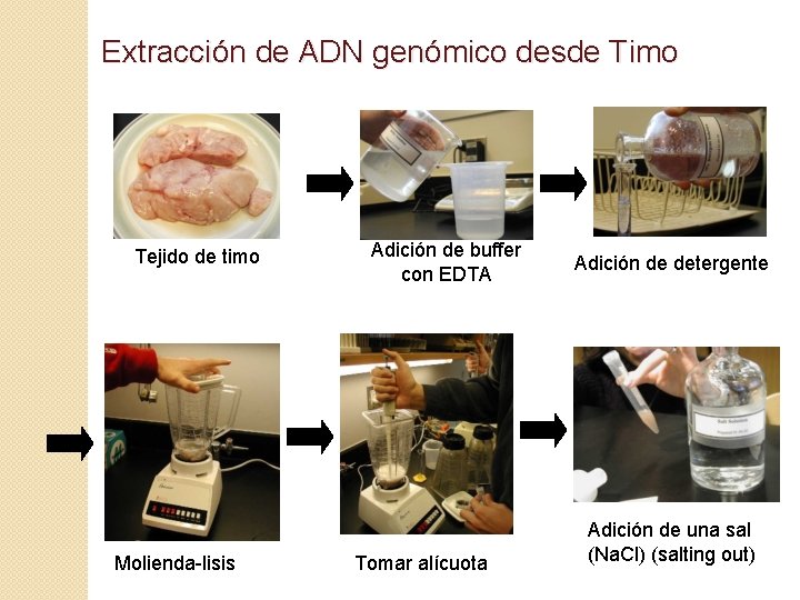 Extracción de ADN genómico desde Timo Tejido de timo Molienda-lisis Adición de buffer con