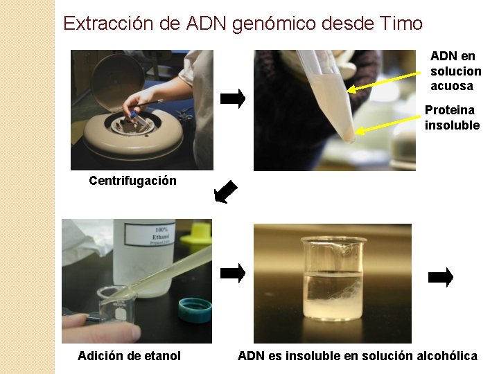 Extracción de ADN genómico desde Timo ADN en solucion acuosa Proteina insoluble Centrifugación Adición