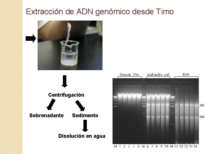 Extracción de ADN genómico desde Timo Centrifugación Sobrenadante Sedimento Disolución en agua 
