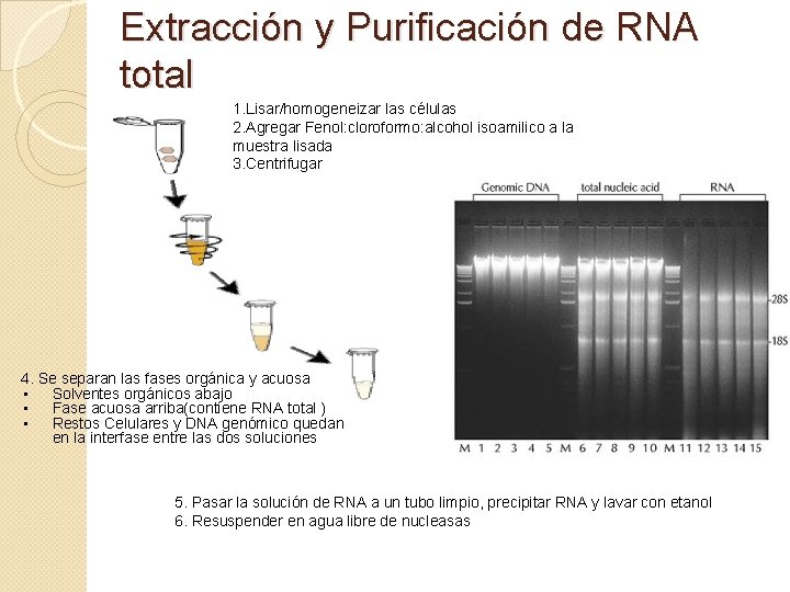 Extracción y Purificación de RNA total 1. Lisar/homogeneizar las células 2. Agregar Fenol: cloroformo: