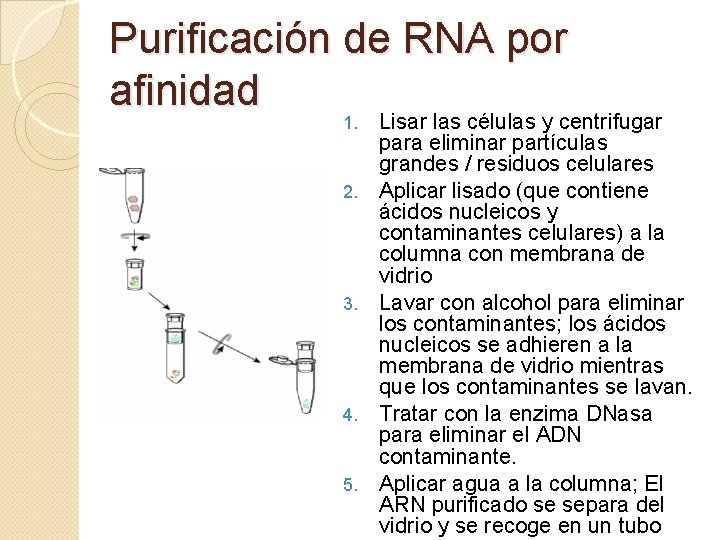Purificación de RNA por afinidad 1. 2. 3. 4. 5. Lisar las células y
