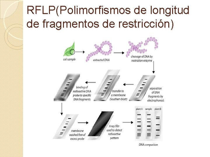 RFLP(Polimorfismos de longitud de fragmentos de restricción) 