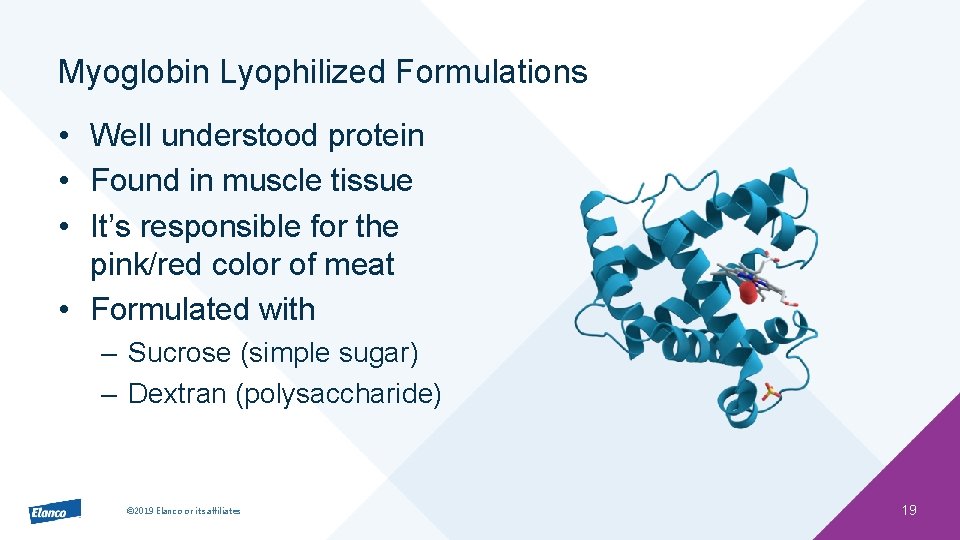 Myoglobin Lyophilized Formulations • Well understood protein • Found in muscle tissue • It’s