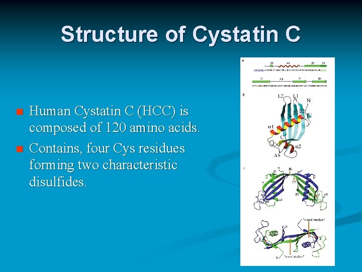 Structure of Cystatin C n n Human Cystatin C (HCC) is composed of 120 Structure of Cystatin C n n Human Cystatin C (HCC) is composed of 120