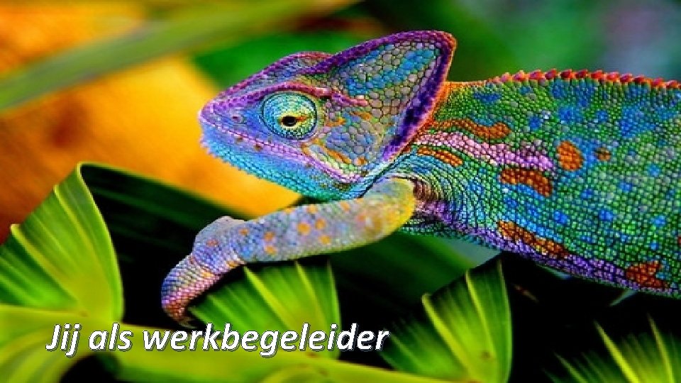 Jij als werkbegeleider 