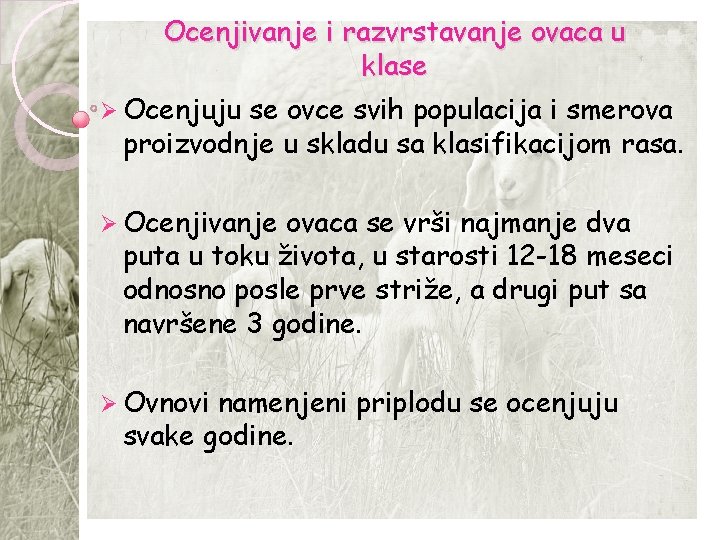 Ocenjivanje i razvrstavanje ovaca u klase Ø Ocenjuju se ovce svih populacija i smerova