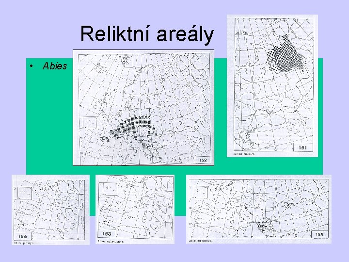 Reliktní areály • Abies 
