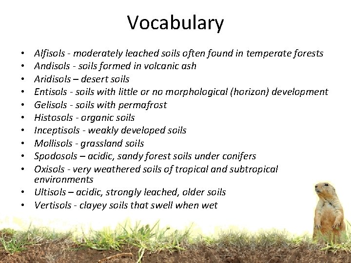 Vocabulary Alfisols - moderately leached soils often found in temperate forests Andisols - soils