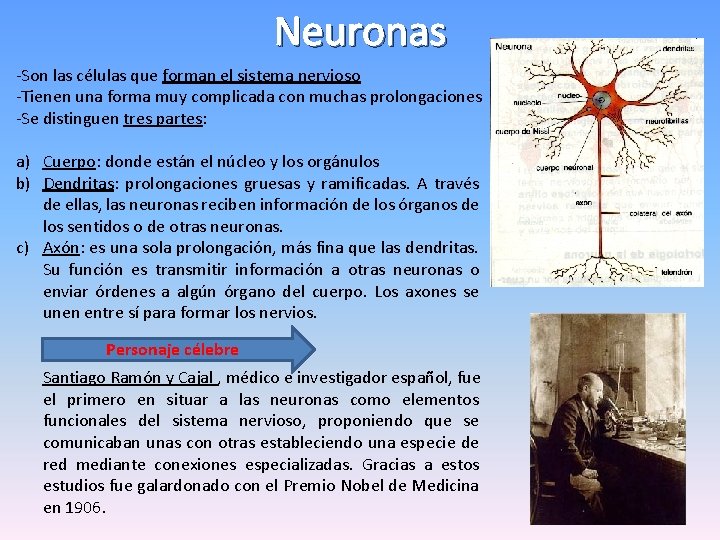 Neuronas -Son las células que forman el sistema nervioso -Tienen una forma muy complicada