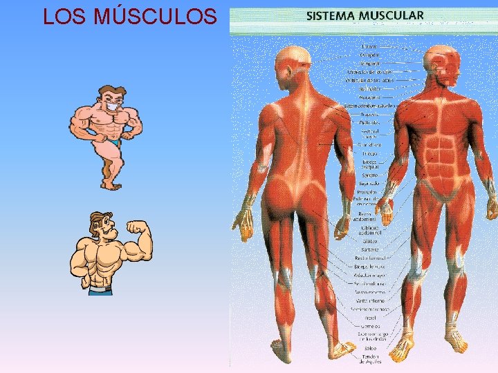 LOS MÚSCULOS 