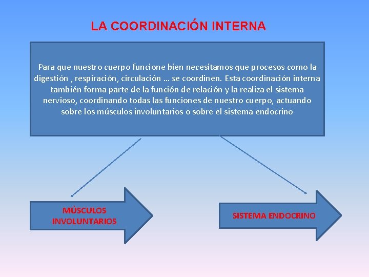 LA COORDINACIÓN INTERNA Para que nuestro cuerpo funcione bien necesitamos que procesos como la