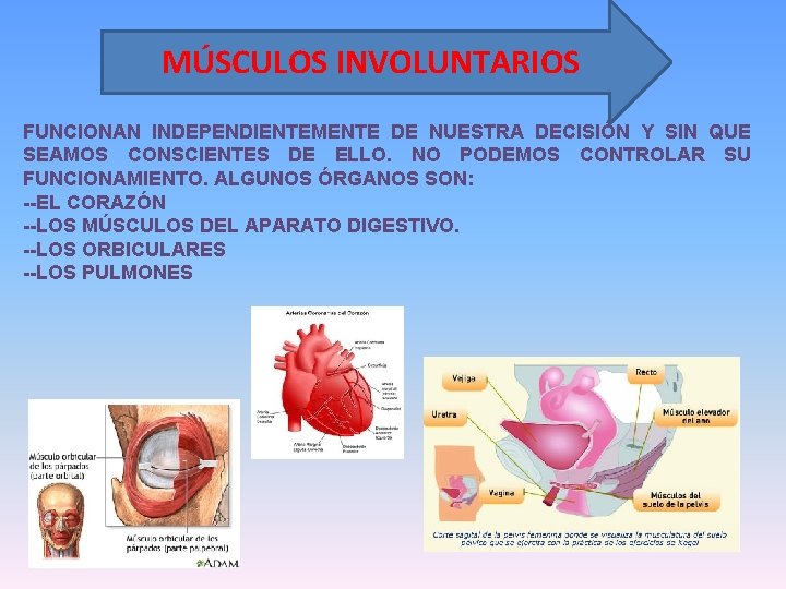 MÚSCULOS INVOLUNTARIOS FUNCIONAN INDEPENDIENTEMENTE DE NUESTRA DECISIÓN Y SIN QUE SEAMOS CONSCIENTES DE ELLO.