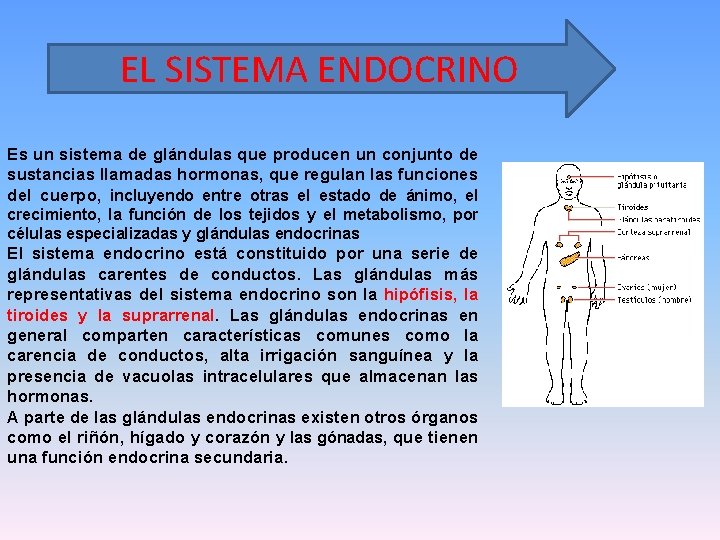 EL SISTEMA ENDOCRINO Es un sistema de glándulas que producen un conjunto de sustancias