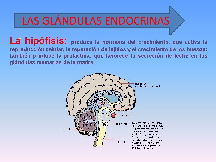 LAS GLÁNDULAS ENDOCRINAS La hipófisis: produce la hormona del crecimiento, que activa la reproducción