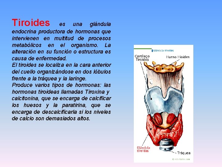 Tiroides es una glándula endocrina productora de hormonas que intervienen en multitud de procesos