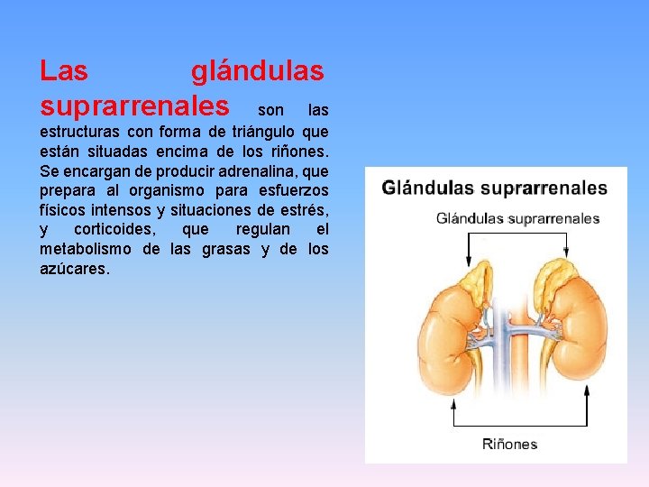Las glándulas suprarrenales son las estructuras con forma de triángulo que están situadas encima