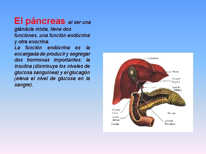 El páncreas al ser una glándula mixta, tiene dos funciones, una función endócrina y