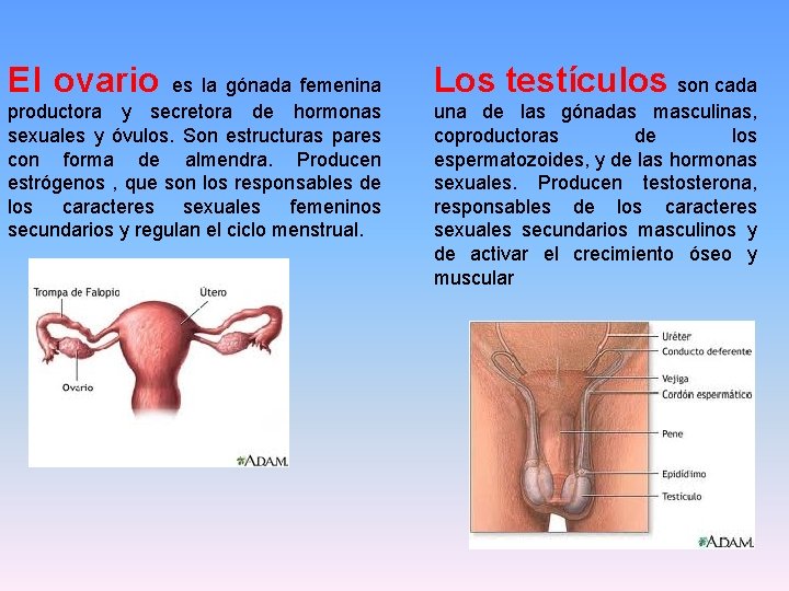 El ovario es la gónada femenina Los testículos son cada productora y secretora de