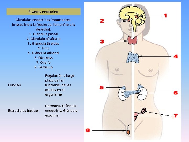 Sistema endocrino Glándulas endocrinas importantes. (masculino a la izquierda, femenino a la derecha). 1.