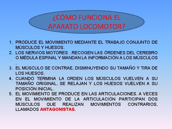 ¿CÓMO FUNCIONA EL APARATO LOCOMOTOR? 1. PRODUCE EL MOVIMIENTO MEDIANTE EL TRABAJO CONJUNTO DE