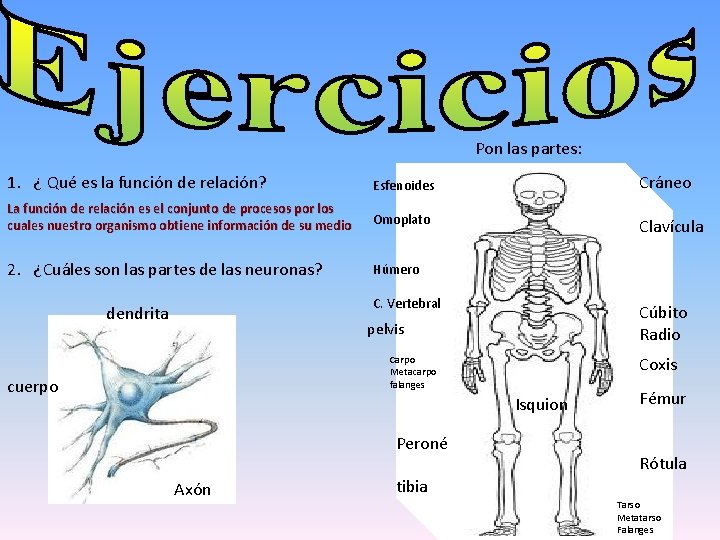 Pon las partes: 1. ¿ Qué es la función de relación? Esfenoides Cráneo La